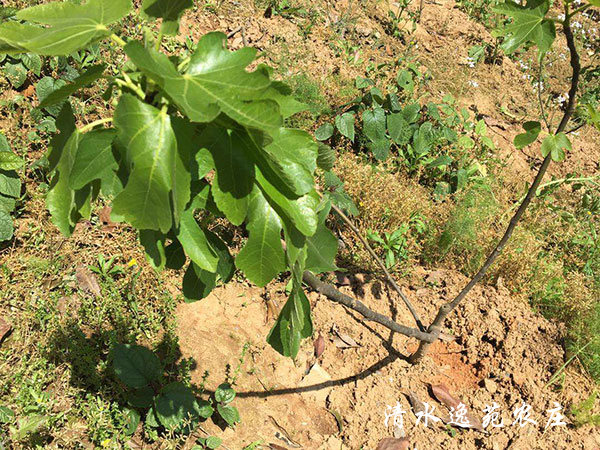 无花果种植基地